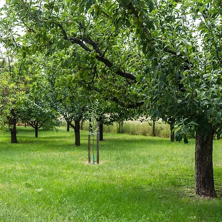 Πανσιόν Figula Vendeghaz Balatonfüred